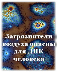 Загрязнители воздуха опасны для ДНК человека
